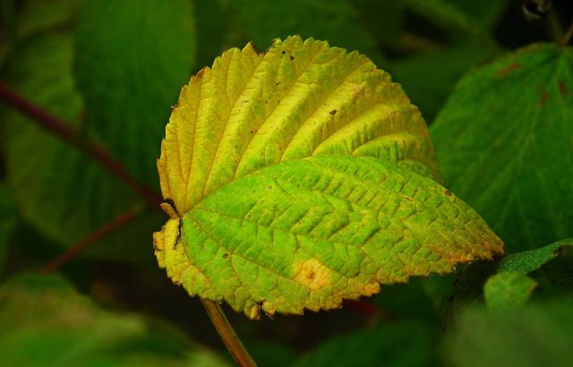 Why Is My Raspberry Plant Dying Causes and Solutions - yellow leaves