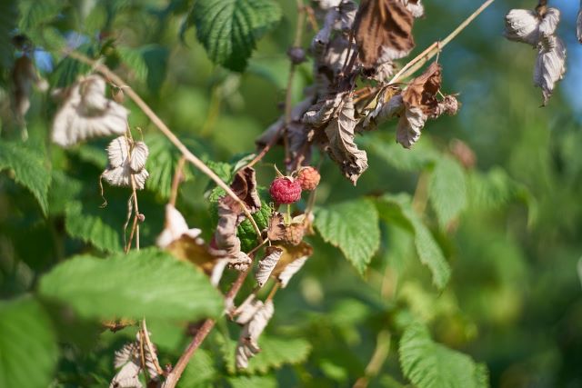 Why Is My Raspberry Plant Dying Causes and Solutions