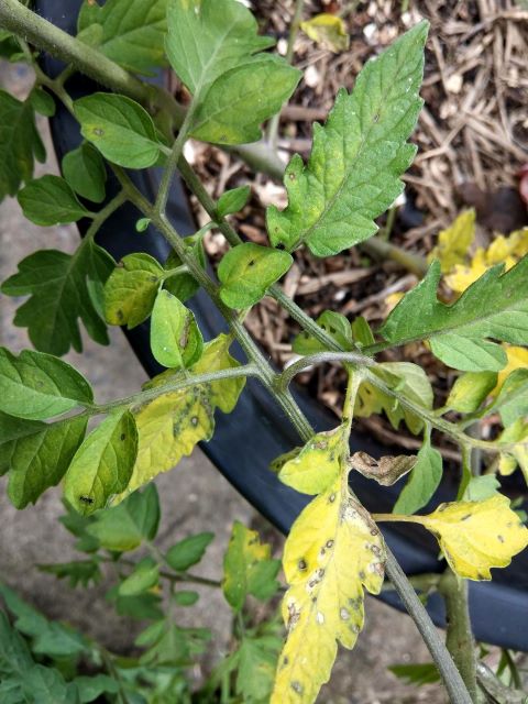 Why Tomato Plant Leaves Turn Yellow