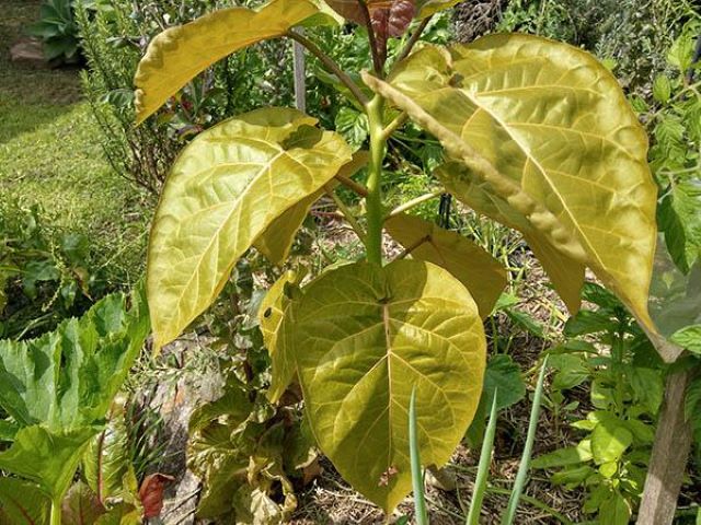 Tamarillo Tree Leaves Turning Yellow - Causes and Solutions - Tree Tomato