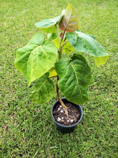 Tamarillo in a Pot - Tamarillo Tree Leaves Turning Yellow - Causes and Solutions