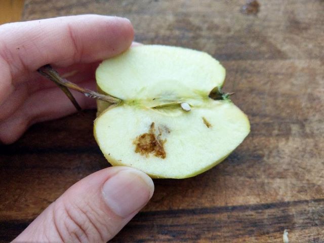 Apple With Brown Spots Due To Pests Apple Maggot- Can You Eat Apples With Brown Spots Apple Worm