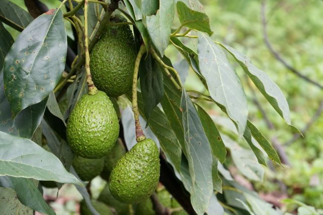 Brown Spots on Avocado Leaves Causes and Solutions