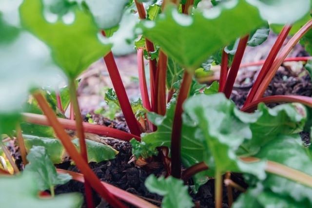 Healthy Rhubarb Plant - Does Rhubarb Die After Flowering