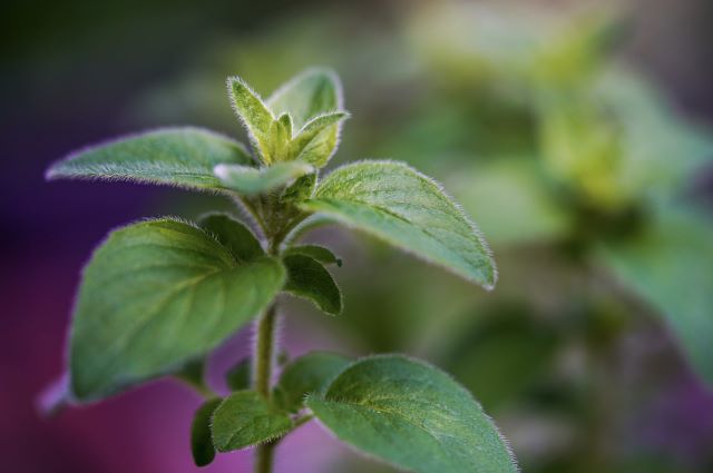 Spots on Oregano Leaves Causes and Solutions