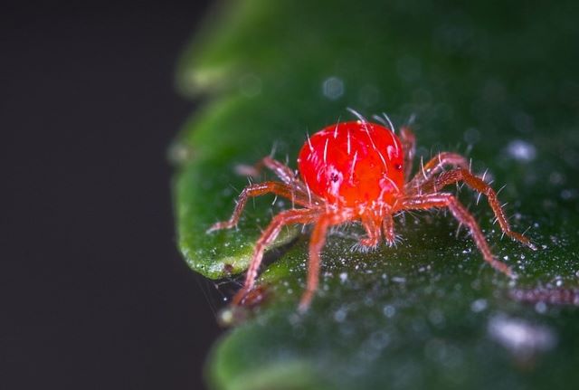 Spots on Oregano Leaves -Spider Mite