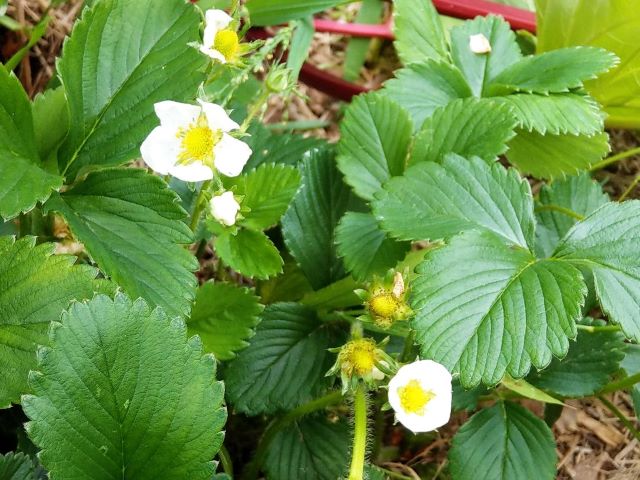 Strawberry Plant Flowers But No Fruit Causes and Solutions