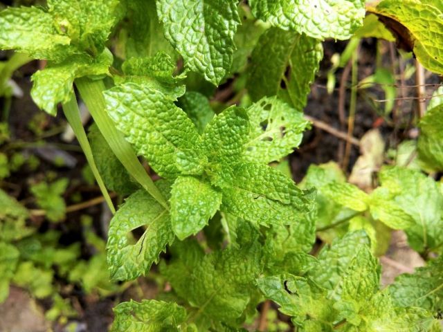 Holes in Mint Leaves - What's Eating My Mint