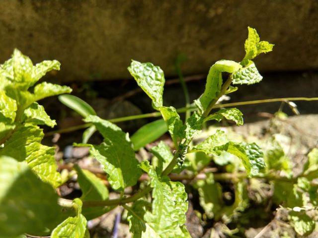 Looper Inchworm Cankerworm on Mint Plant - What's Eating My Mint Leaves