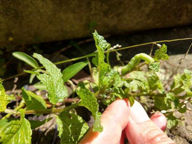 Looper Inchworm Cankerworm on Mint Plant - What's Eating My Mint