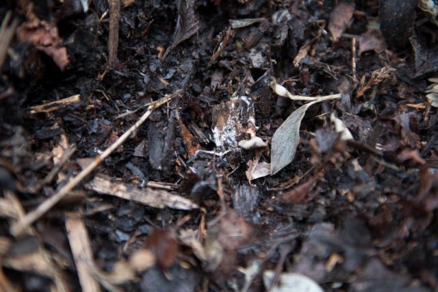 Mulch Breaking Down and Composting - Why Does Mulch Smell Bad and How to Fix It