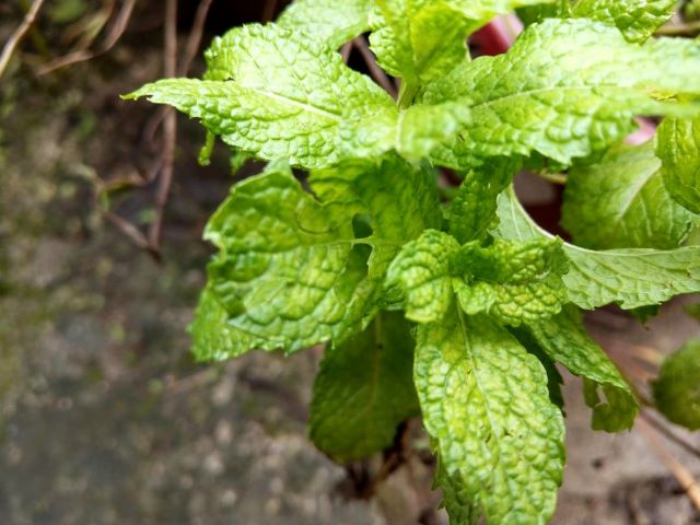 What's Eating My Mint and Causing Holes in Leaves