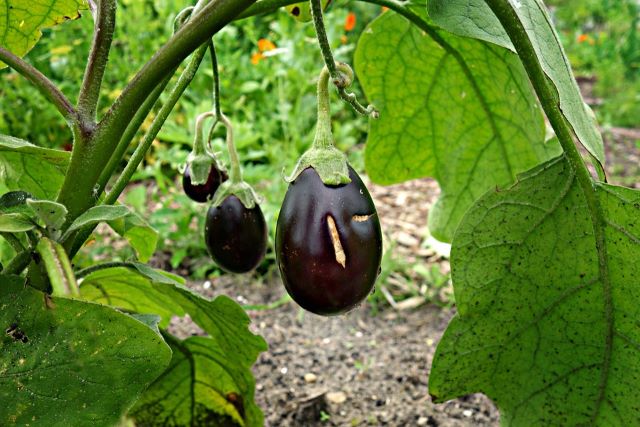 Why is My Eggplant Dying Causes and Solutions