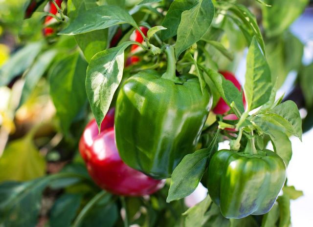 Bell Pepper Plant - Bell Pepper Seeds Not Germinating