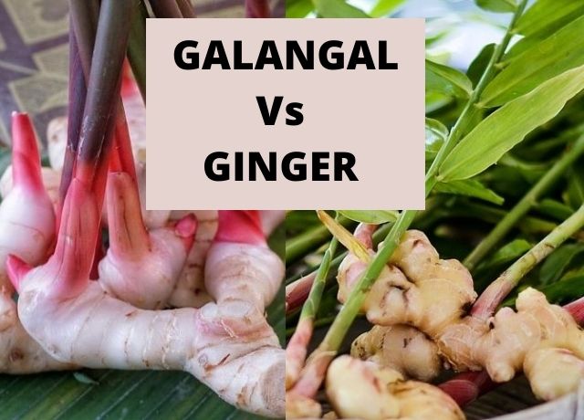 Galangal vs ginger