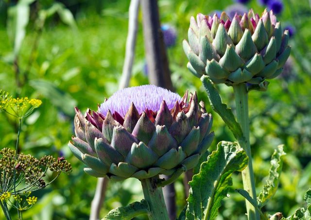 Globe Artichoke Flowers - Globe Artichoke Verses Jerusalem Artichoke