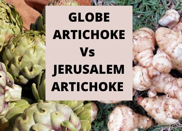 Globe Artichoke Verses Jerusalem Artichoke