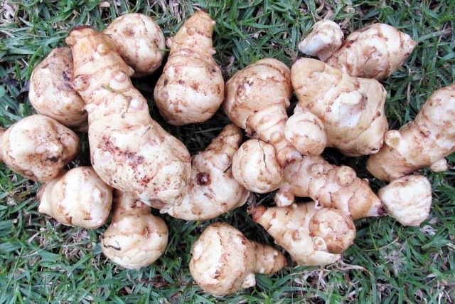 Jerusalem Artichokes - Globe Artichoke Verses Jerusalem