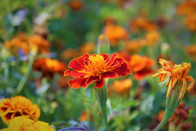 Planting Marigolds to Control Nematodes - Cantaloupe Flowers But No Fruit