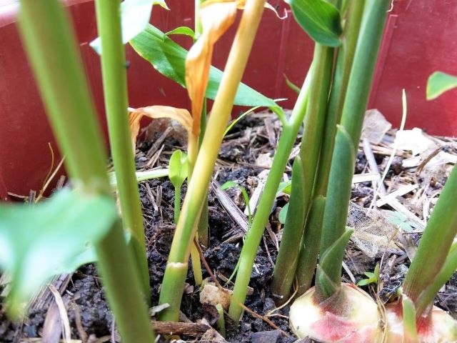 Why Is My Ginger Plant Dying - Causes and Solutions