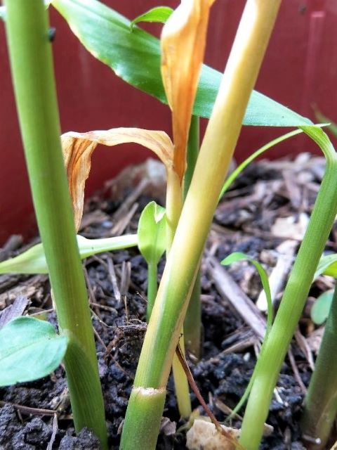 Why Is My Ginger Plant Dying
