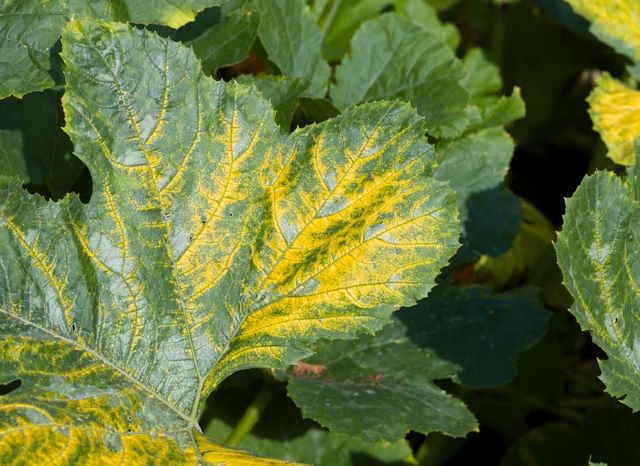 Zucchini Plant With Yellow Leaves Mosaic Virus