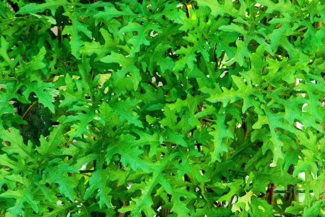 Arugula Leaves - Why Is My Arugula Bitter