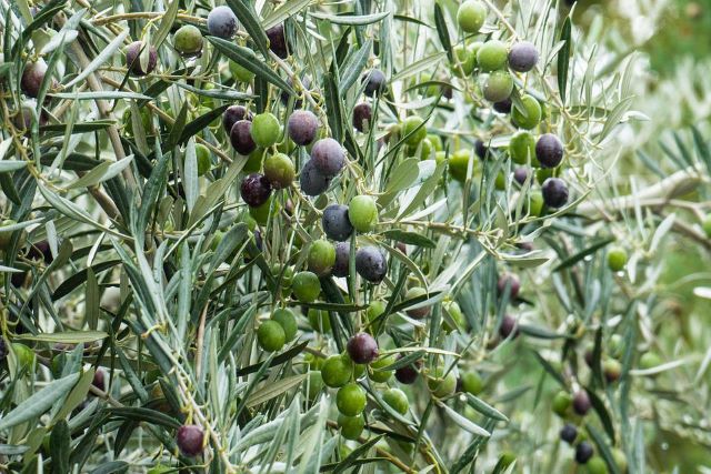 Can You Eat Olives Off The Tree
