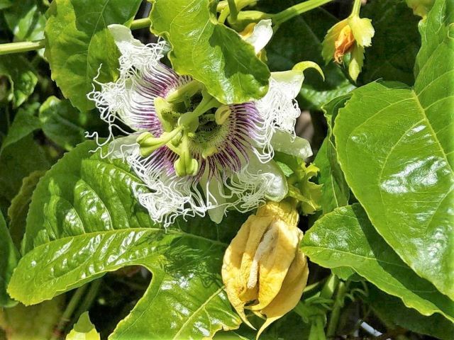 Eating Passion Fruit Leaves with Recipe Ideas