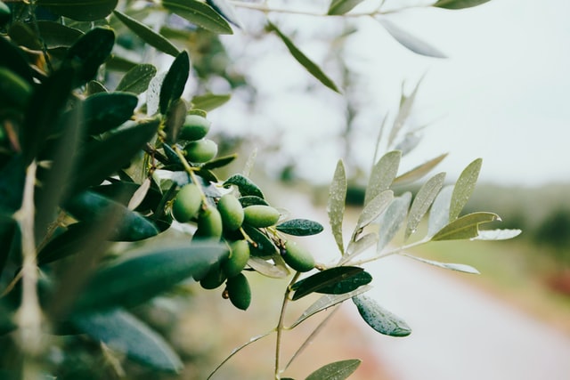 Olives Growing on a Tree - Are Olives a Fruit or a Vegetable