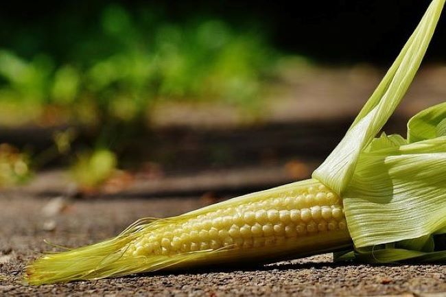 Small Corn - Why Is My Corn So Small