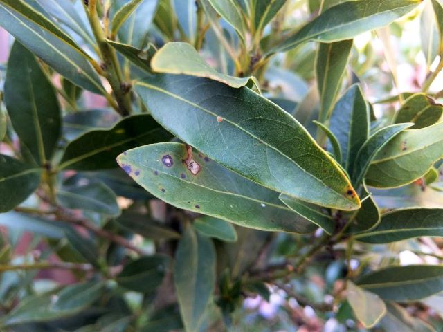 Spots on Bay Leaves - Why Is My Bay Tree Dying