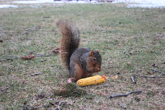 Squirrel Eating Corn