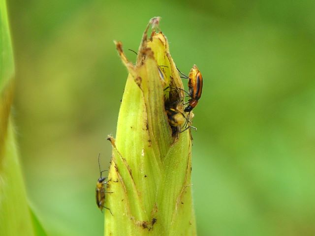 Western Corn Rootworm Beetle