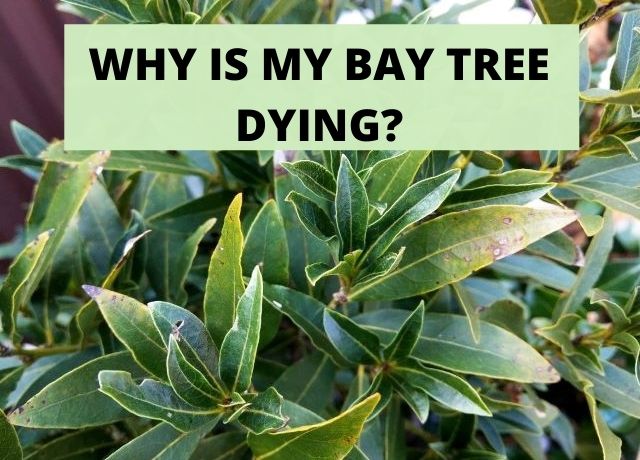 Why Is My Bay Tree Dying