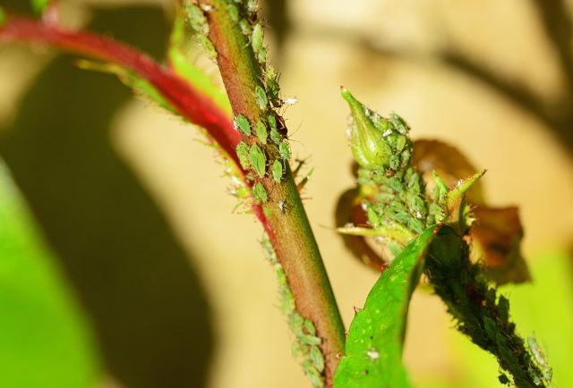 Aphids on Plant