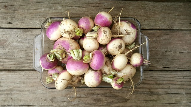 Freshly Harvested Turnips