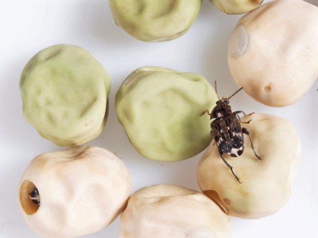 Pea Weevil - Pea Beetles