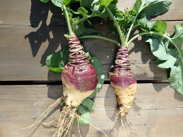 Newly harvested rutabaga with roots and leaves.