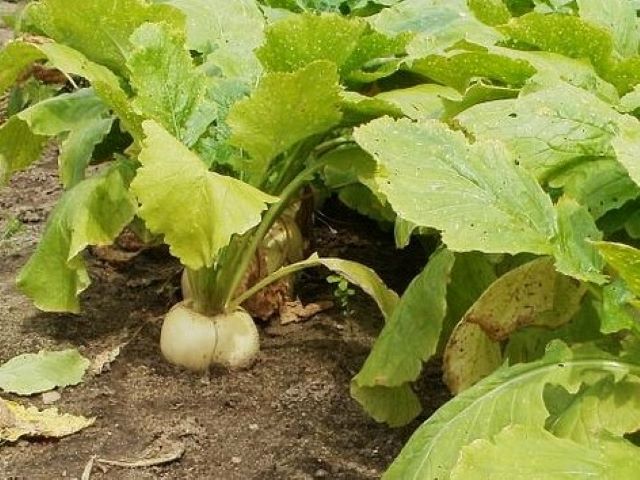 Turnips Growing in the Garden - Eating Turnip Greens with Recipe Ideas