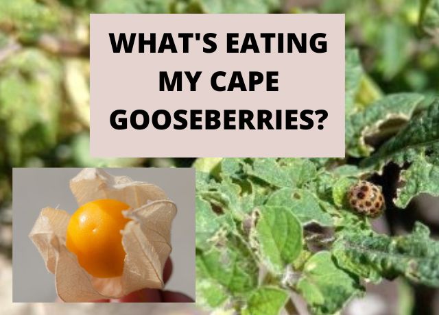 What's Eating My Cape Gooseberries