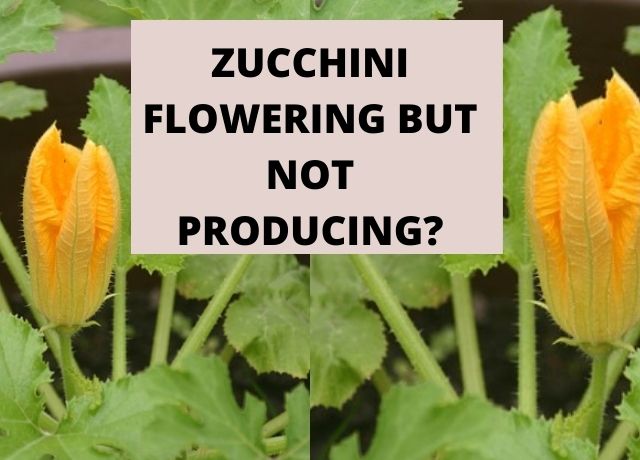 Zucchini Flowering But Not Producing
