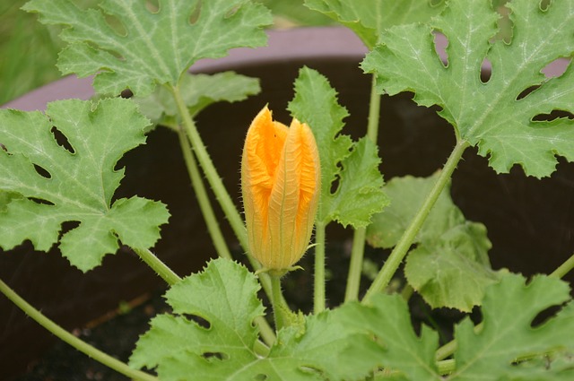 Zucchini Male Flower Showing the Stem