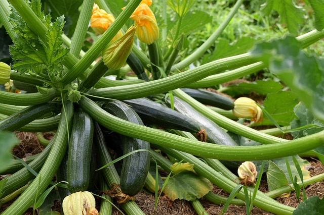 Zucchini Plant With Lots Of Zucchinis