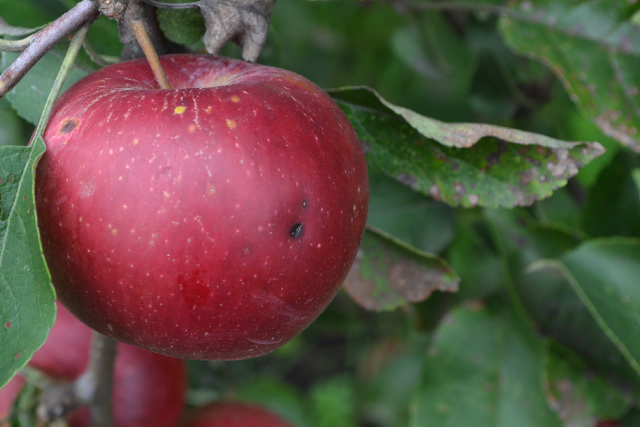 Red apple fruit on tree with black dent on the skin called bitter pit disorder.
