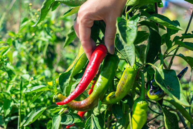 Ripe and unripe hot chili peppers in garden