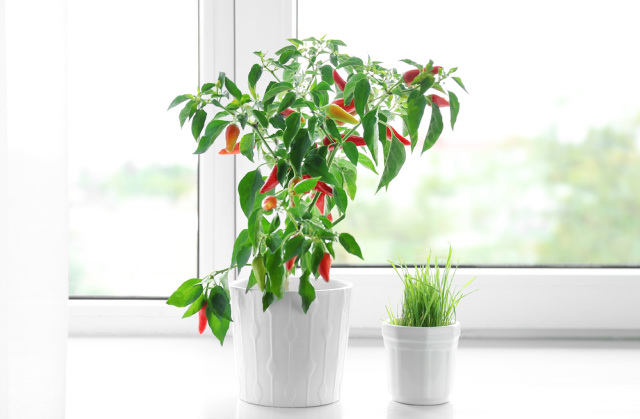 Chili pepper bush with ripe and unripe fruits on window sill indoors