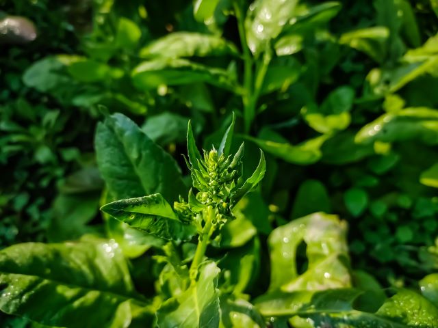 Flowering Spinach Plant