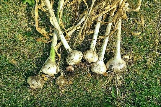 Freshly Harvested Garlic