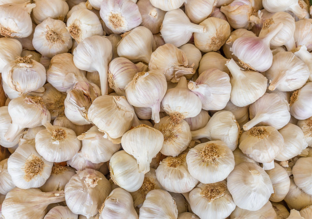 Heap of white garlic bulbs